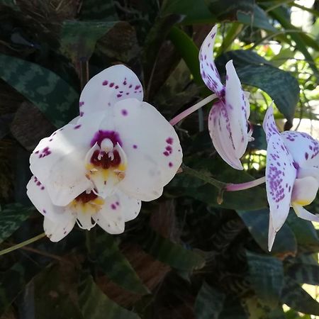Appartamento Côté Caraïbes Bouillante Esterno foto
