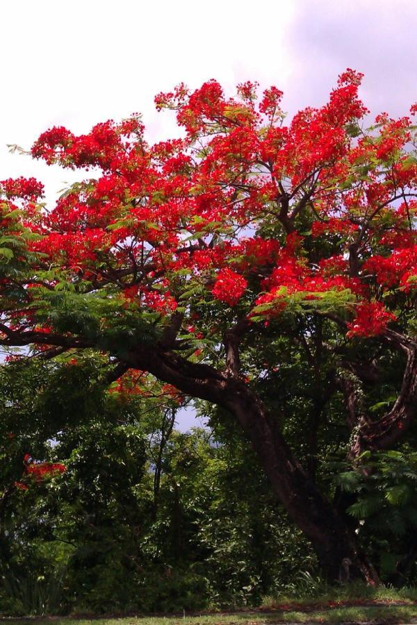 Appartamento Côté Caraïbes Bouillante Esterno foto