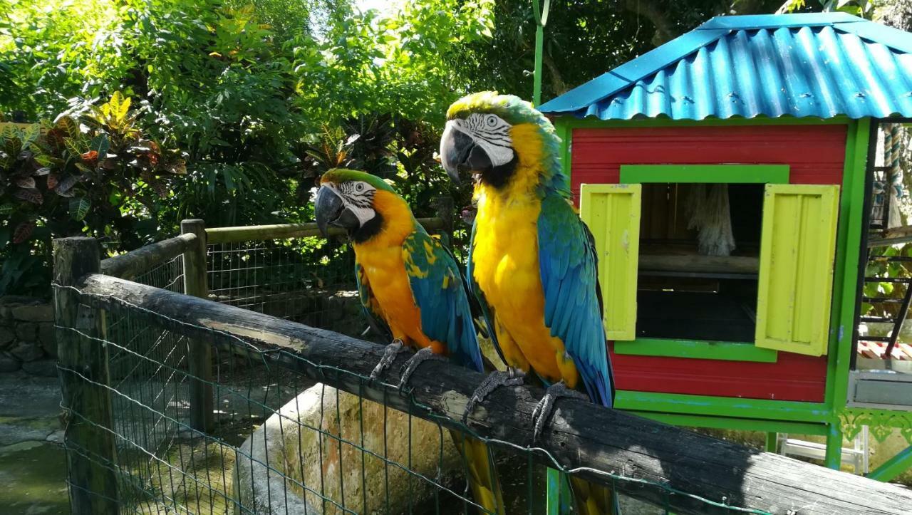 Appartamento Côté Caraïbes Bouillante Esterno foto